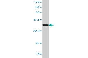 Western Blot detection against Immunogen (36.