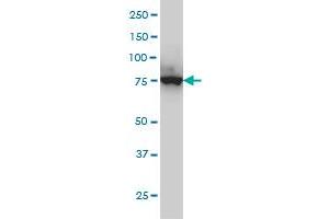 CPSF3 monoclonal antibody (M01), clone 6E6 Western Blot analysis of CPSF3 expression in Hela S3 NE .