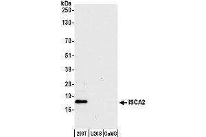 anti-Iron-Sulfur Cluster Assembly 2 Homolog (ISCA2) (AA 1-50) antibody