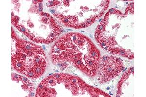 Immunohistochemistry (IHC) image for anti-Histidine Triad Nucleotide Binding Protein 1 (HINT1) (N-Term) antibody (ABIN2785874)