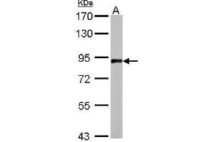 WB Image APLP2 antibody [N1N2], N-term detects APLP2 protein by Western blot analysis.