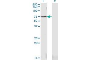 Western Blot analysis of PWP1 expression in transfected 293T cell line by PWP1 monoclonal antibody (M03), clone 1A12. (PWP1 anticorps  (AA 1-501))