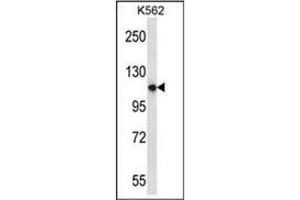 Western blot analysis of PLEKHM1 Antibody (N-term) in K562 cell line lysates (35ug/lane). (PLEKHM1 anticorps  (N-Term))