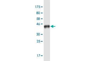 Western Blot detection against Immunogen (37.