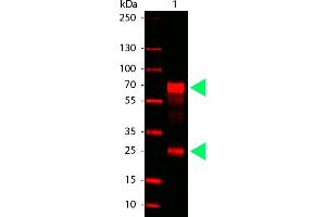 Chicken IgG (H&L) (Goat) Antibody 680 Conjugated - Western Blot. (Chèvre anti-Poulet IgG Anticorps (DyLight 680) - Preadsorbed)