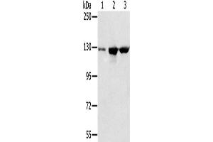 Western Blotting (WB) image for anti-N-Acetyltransferase 10 (GCN5-Related) (NAT10) antibody (ABIN2423841) (NAT10 anticorps)