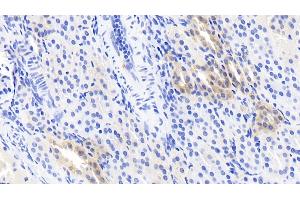 Detection of CRYl1 in Human Kidney Tissue using Monoclonal Antibody to Crystallin Lambda 1 (CRYl1) (CRYL1 anticorps  (AA 24-232))