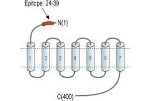 anti-Sphingosine-1-Phosphate Receptor 5 (S1PR5) (AA 24-39), (Extracellular), (N-Term) antibody
