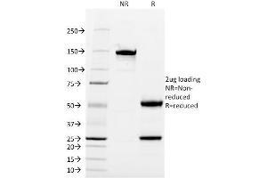 SDS-PAGE Analysis Purified CD13 Mouse Monoclonal Antibody (WM15). (CD13 anticorps)