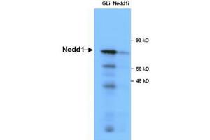Image no. 1 for anti-Neural Precursor Cell Expressed, Developmentally Down-Regulated 1 (NEDD1) antibody (ABIN1103223) (NEDD1 anticorps)