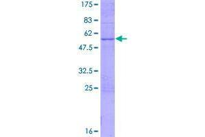 Image no. 1 for FEV (ETS Oncogene Family) (FEV) (AA 1-238) protein (GST tag) (ABIN1353971)