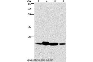 Western blot analysis of Mouse spleen and human fetal liver tissue, hela cell and human fetal brain tissue, using THOC7 Polyclonal Antibody at dilution of 1:450 (THOC7 anticorps)