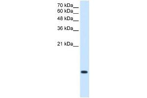 C3ORF10 antibody used at 2. (BRK1 anticorps  (Middle Region))
