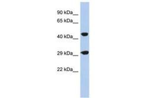 Image no. 1 for anti-Chromosome 22 Open Reading Frame 25 (C22orf25) (N-Term) antibody (ABIN6743715) (C22orf25 anticorps  (N-Term))