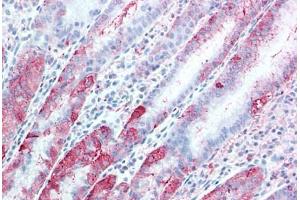 Anti-TSPAN13 antibody  ABIN1049446 IHC staining of human, stomach. (TSPAN13 anticorps  (Internal Region))