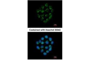ICC/IF Image Immunofluorescence analysis of methanol-fixed HCT116, using Cathepsin O, antibody at 1:500 dilution.