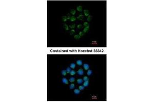 ICC/IF Image Immunofluorescence analysis of methanol-fixed HCT116, using Cathepsin O, antibody at 1:500 dilution. (CTSO anticorps)