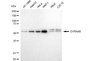 anti-Cholinergic Receptor, Nicotinic, alpha 5 (Neuronal) (CHRNA5) antibody
