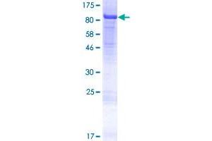 Image no. 1 for Non-SMC Condensin II Complex, Subunit H2 (NCAPH2) (AA 1-555) protein (GST tag) (ABIN1312076)