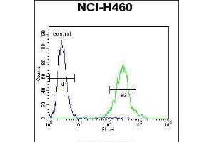 Flow cytometric analysis of NCI-H460 cells (right histogram) compared to a negative control cell (left histogram). (PRSS55 anticorps  (C-Term))