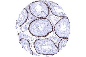 Testis High density of elastin fibres along smooth muscles surrounding tubuli of the testis (Recombinant Elastin anticorps)