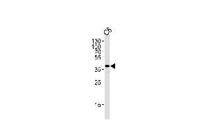 Western blot analysis of lysate from rat C6 cell line, using MEK1 Antibody (/222) h. (MEK1 anticorps  (AA 199-234))