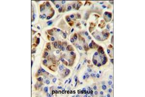 KCNJ6 Antibody immunohistochemistry analysis in formalin fixed and paraffin embedded human pancreas tissue followed by peroxidase conjugation of the secondary antibody and DAB staining. (KCNJ6 anticorps  (AA 26-55))
