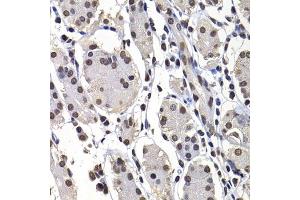 Immunohistochemistry of paraffin-embedded human stomach using macroH2A. (H2AFY anticorps  (AA 123-372))