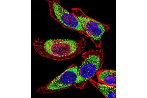 Fluorescent confocal image of  cell stained with YBX1 Antibody (C-term) (ABIN390263 and ABIN2840721). (YBX1 anticorps  (C-Term))