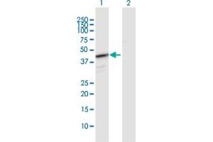 Western Blot analysis of HEMK1 expression in transfected 293T cell line by HEMK1 MaxPab polyclonal antibody. (HEMK1 anticorps  (AA 1-338))