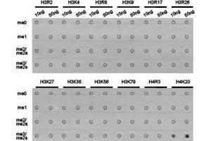 Dot-blot analysis of all sorts of methylation peptides using H4K20me3 antibody.