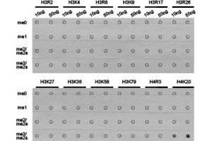 Dot-blot analysis of all sorts of methylation peptides using H4K20me3 antibody. (Histone 3 anticorps  (3meLys20))