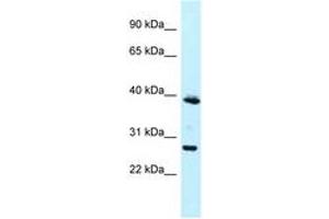 Image no. 1 for anti-Melanoma Antigen Family F, 1 (MAGEF1) (N-Term) antibody (ABIN6747857) (MAGEF1 anticorps  (N-Term))