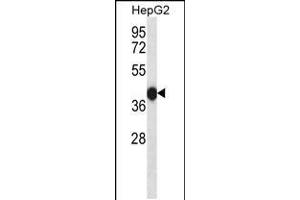 Western blot analysis in HepG2 cell line lysates (35ug/lane). (DUSP15 anticorps  (AA 125-153))