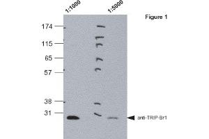 Western blot analysis of pig kidney lysates (LLC-PK1) using MAb to TRIP-Br1 (TB1-27/2)  at 1:1000 and 1:5000. (SERTAD1 anticorps  (AA 27-42))