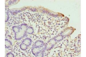 Immunohistochemistry of paraffin-embedded human duodenum tissue using ABIN7169907 at dilution of 1:100 (Sclt1 anticorps  (AA 1-79))