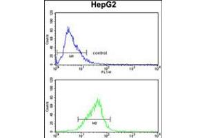 Flow cytometry analysis of HepG2 cells (bottom histogram) compared to a negative control cell (top histogram). (FOSB anticorps  (AA 122-149))