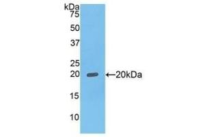 Detection of Recombinant FcgBP, Human using Polyclonal Antibody to Fc Fragment Of IgG Binding Protein (FcgBP) (FCGBP anticorps  (AA 5176-5344))