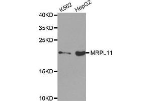 Western Blotting (WB) image for anti-Mitochondrial Ribosomal Protein L11 (MRPL11) antibody (ABIN1876210) (MRPL11 anticorps)