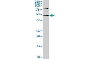 SGK2 monoclonal antibody (M05), clone 4G4.