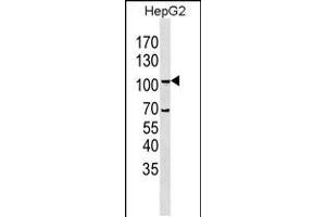 Western blot analysis in HepG2 cell line lysates (35ug/lane). (LGR5 anticorps  (N-Term))