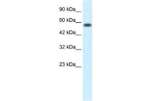 WB Suggested Anti-PCYOX1 Antibody Titration:  0. (PCYOX1 anticorps  (C-Term))