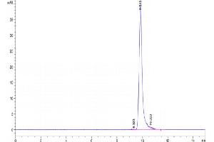 The purity of Human Sonic Hedgehog (Shh) is greater than 95 % as determined by SEC-HPLC. (Sonic Hedgehog Protein (SHH) (AA 24-197))