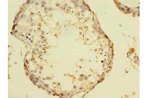 Immunohistochemistry of paraffin-embedded human testis tissue using ABIN7172395 at dilution of 1:100 (TCN1 anticorps  (AA 24-433))