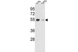 Western Blotting (WB) image for anti-Eukaryotic Translation Elongation Factor 1 alpha 1 (EEF1A1) antibody (ABIN3002704) (eEF1A1 anticorps)
