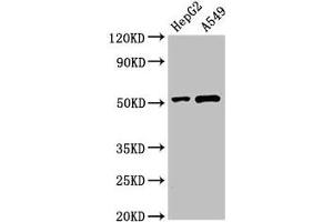 Western Blot Positive WB detected in: HepG2 whole cell lysate, A549 whole cell lysate All lanes: PNLIPRP2 antibody at 3 μg/mL Secondary Goat polyclonal to rabbit IgG at 1/50000 dilution Predicted band size: 52 kDa Observed band size: 52 kDa (PNLIPRP2 anticorps  (AA 305-460))
