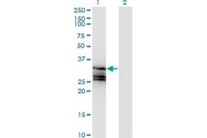 Western Blot analysis of HAGH expression in transfected 293T cell line by HAGH monoclonal antibody (M02A), clone 2F9.