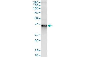 Immunoprecipitation of RLBP1 transfected lysate using anti-RLBP1 MaxPab rabbit polyclonal antibody and Protein A Magnetic Bead , and immunoblotted with RLBP1 purified MaxPab mouse polyclonal antibody (B01P) .