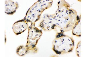 Anti- UPF3B/RENT3B Picoband antibody, IHC(P) IHC(P): Human Placenta Tissue