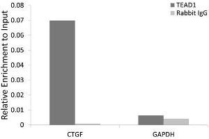Chromatin immunoprecipitation analysis extracts of HeLa cell line, using TEAD1 rabbit polyclonal antibody and rabbit IgG. (TEAD1 anticorps)